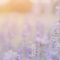 Lavender flower background